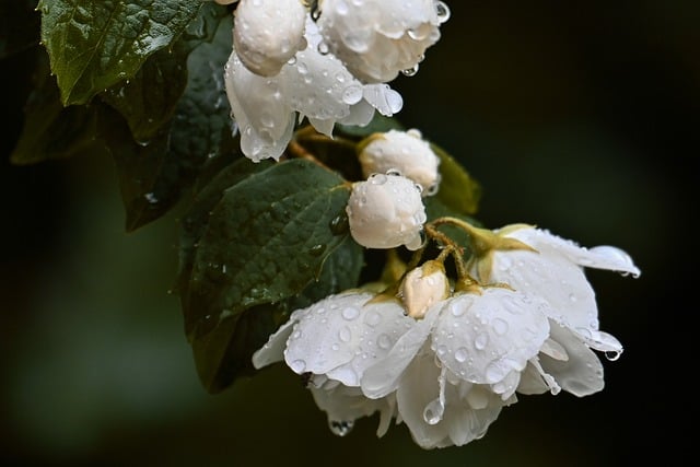 Free download plant jasmin nature flora white free picture to be edited with GIMP free online image editor
