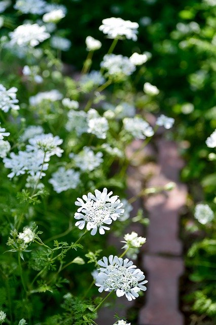 初期の植物の風景を無料でダウンロード-GIMPオンライン画像エディタで編集できる無料の写真または画像