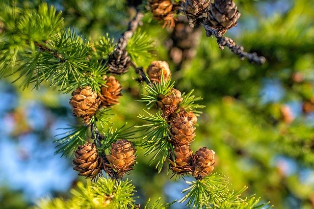 Free download plant larch free picture to be edited with GIMP free online image editor