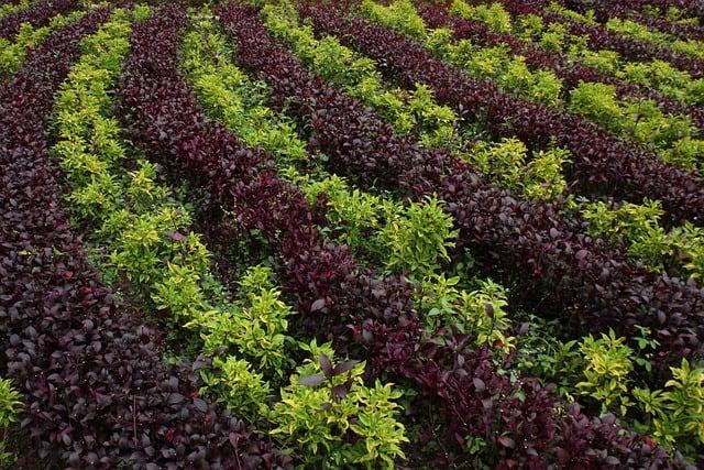 Téléchargement gratuit d'une image gratuite de jardin de nature de champ de feuille de plante à modifier avec l'éditeur d'images en ligne gratuit GIMP