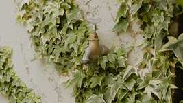 Free download Plant Leaf Fresh -  free video to be edited with OpenShot online video editor