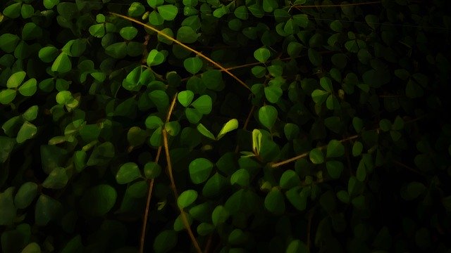 Free download Plant Leaf Grape -  free illustration to be edited with GIMP free online image editor