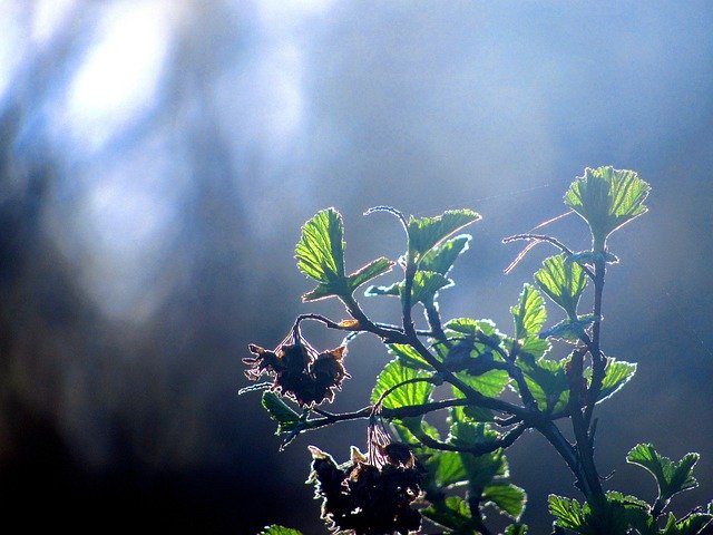 Free download Plant Leaf Green -  free photo or picture to be edited with GIMP online image editor