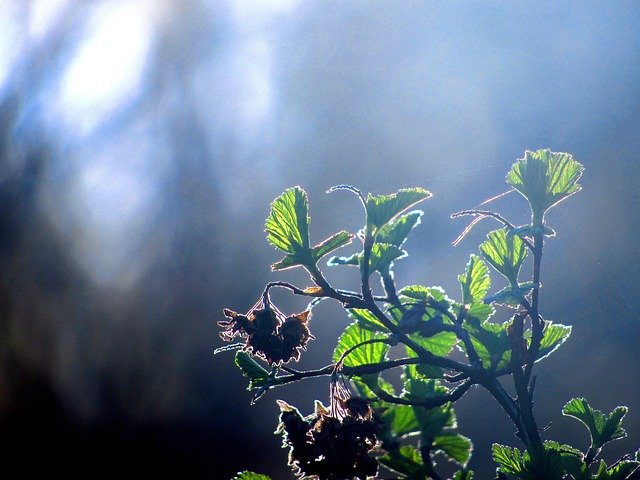 Muat turun percuma Plant Leaf Green - foto atau gambar percuma untuk diedit dengan editor imej dalam talian GIMP