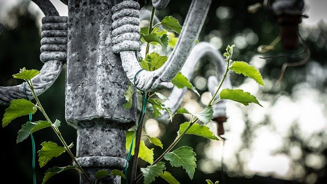 ດາວໂຫຼດຟຣີ Plant Leaf Leaves - ຮູບພາບຫຼືຮູບພາບທີ່ບໍ່ເສຍຄ່າເພື່ອແກ້ໄຂດ້ວຍຕົວແກ້ໄຂຮູບພາບອອນໄລນ໌ GIMP