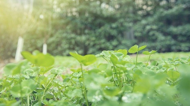 Безкоштовно завантажте Plant Leaf Park – безкоштовну фотографію чи зображення для редагування за допомогою онлайн-редактора зображень GIMP