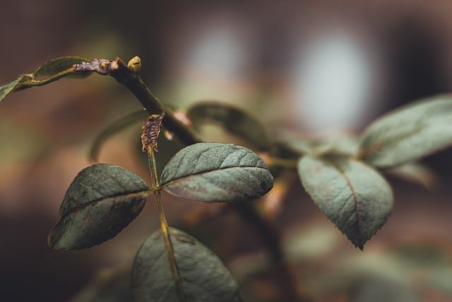 Free download plant leaves acorn apple autumn free picture to be edited with GIMP free online image editor