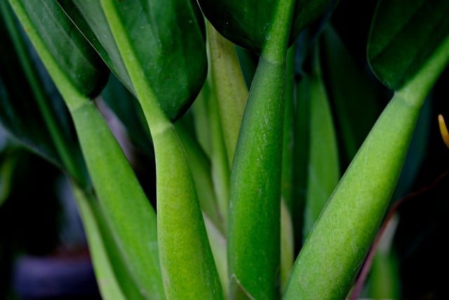 Free download plant leaves green nature free picture to be edited with GIMP free online image editor