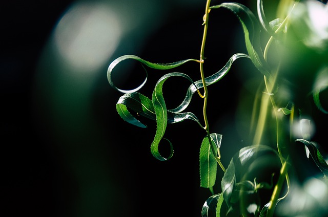 Free download plant leaves leaf buds foliage free picture to be edited with GIMP free online image editor