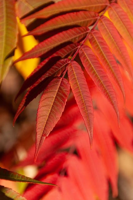 Free download plant leaves red tree nature free picture to be edited with GIMP free online image editor