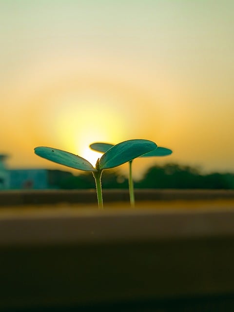 Free download plant leaves sunset sunrise sky free picture to be edited with GIMP free online image editor