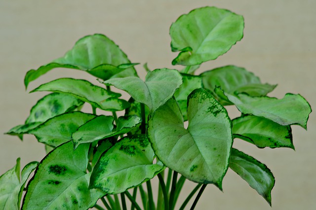 Free download plant leaves zyngonium flora free picture to be edited with GIMP free online image editor