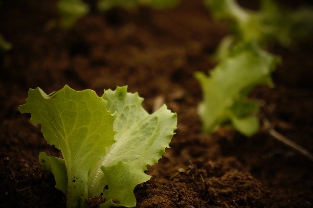 Download gratuito Plant Lettuce Plantation: foto o immagine gratuita da modificare con l'editor di immagini online GIMP