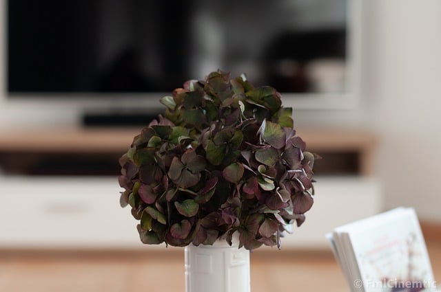 Free download plant living room deco space free picture to be edited with GIMP free online image editor