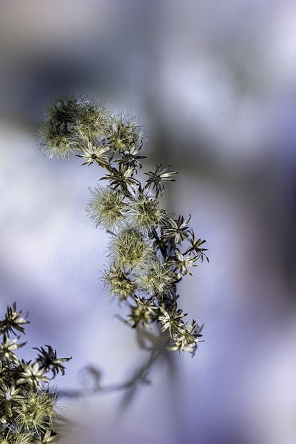 Muat turun percuma tumbuhan padang rumput alam makro taman gambar percuma untuk diedit dengan GIMP editor imej dalam talian percuma