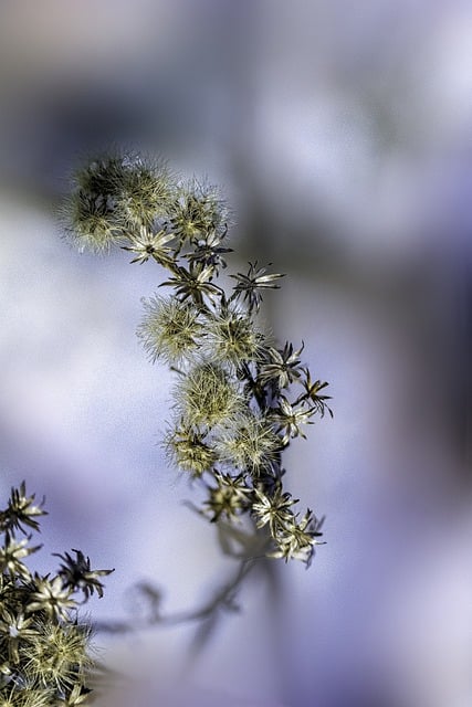 Free download plant meadow nature macro garden free picture to be edited with GIMP free online image editor