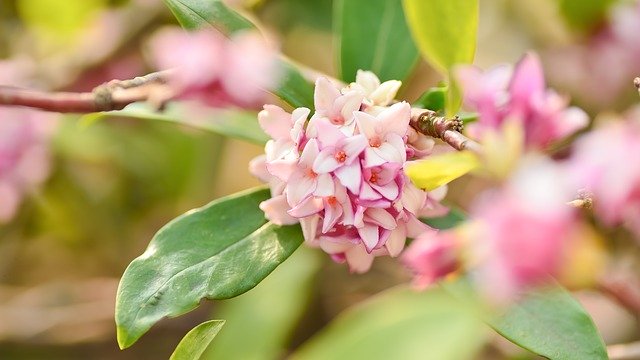 Baixar Plant Natural Flowers - foto ou imagem grátis para ser editada com o editor de imagens online GIMP