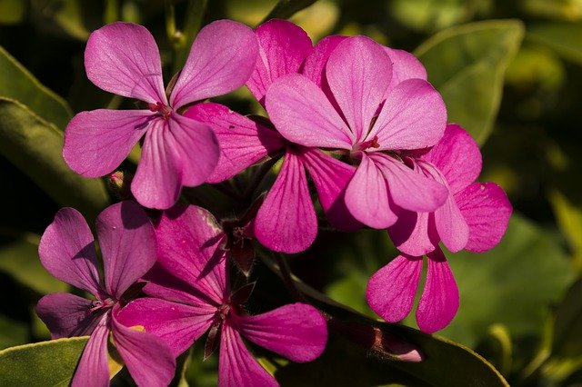 Безкоштовно завантажте Plant Nature Bloom — безкоштовну фотографію чи зображення для редагування за допомогою онлайн-редактора зображень GIMP