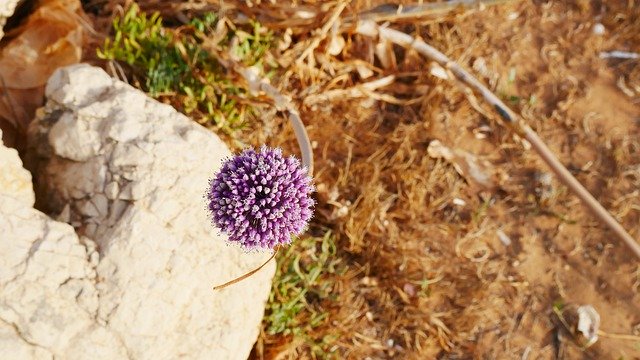 הורדה חינם Plant Nature Blossom - תמונה או תמונה בחינם לעריכה עם עורך התמונות המקוון GIMP