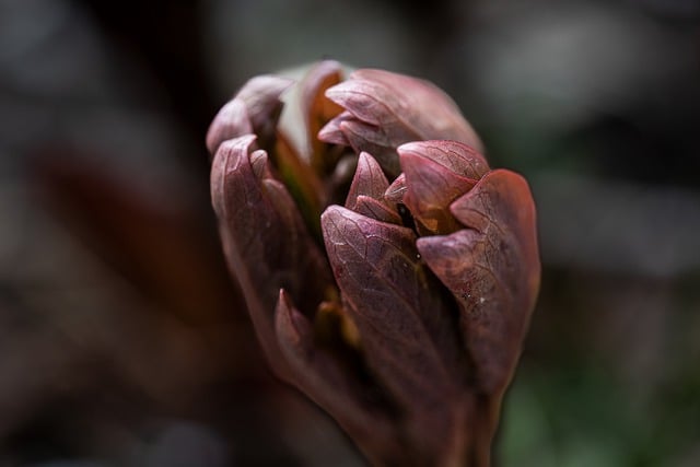 Free download plant nature close up macro garden free picture to be edited with GIMP free online image editor