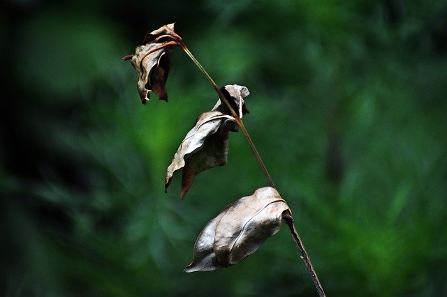 Bezpłatne pobieranie Plant Nature Dry - bezpłatne zdjęcie lub obraz do edycji za pomocą internetowego edytora obrazów GIMP