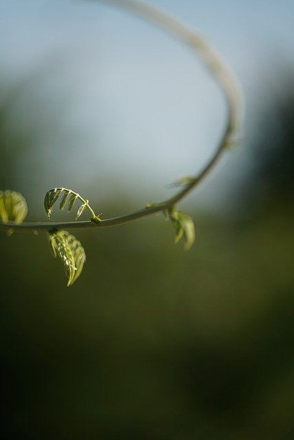 Muat turun percuma Plant Nature Green - foto atau gambar percuma untuk diedit dengan editor imej dalam talian GIMP