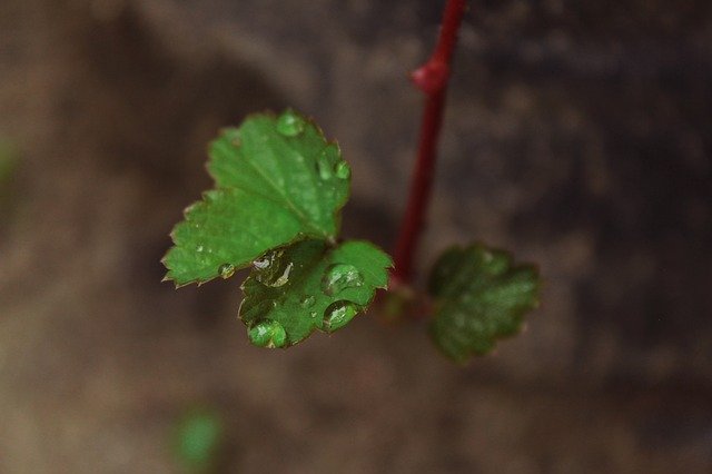 免费下载 Plant Nature Leaf - 可使用 GIMP 在线图像编辑器编辑的免费照片或图片