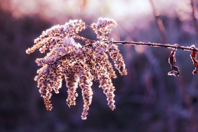 Free download plant nature woods botany growth free picture to be edited with GIMP free online image editor