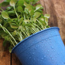 Plant nursery pots  screen for extension Chrome web store in OffiDocs Chromium