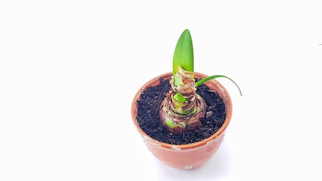 Free download Plant Onion Pot -  free photo or picture to be edited with GIMP online image editor