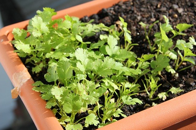 Free download Plant Parsley Food -  free photo or picture to be edited with GIMP online image editor
