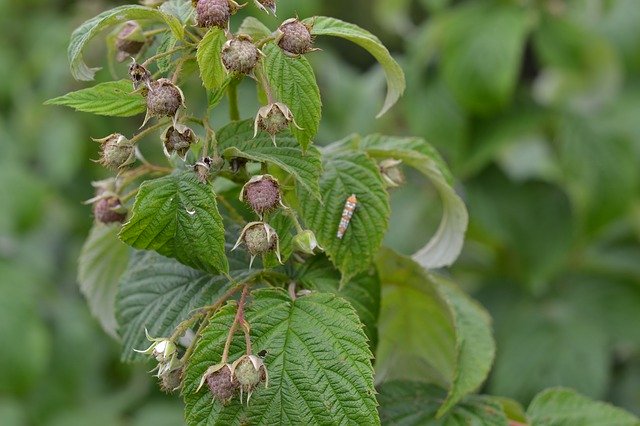 Muat turun percuma Plant Raspberry - foto atau gambar percuma untuk diedit dengan editor imej dalam talian GIMP