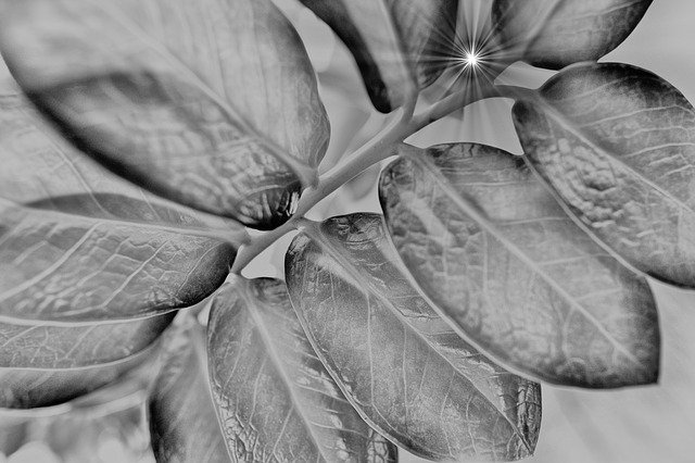 Descarga gratuita Plant Ray Of Light Leaves: foto o imagen gratuita para editar con el editor de imágenes en línea GIMP
