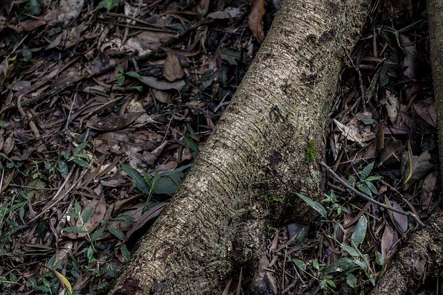 تنزيل Plant Root Natural مجانًا - صورة أو صورة مجانية ليتم تحريرها باستخدام محرر الصور عبر الإنترنت GIMP