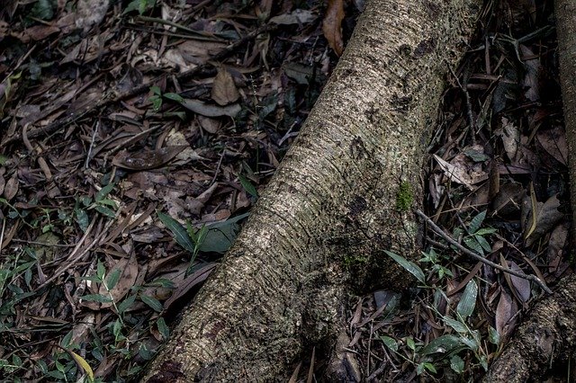 무료 다운로드 Plant Root Natural - 무료 사진 또는 GIMP 온라인 이미지 편집기로 편집할 사진