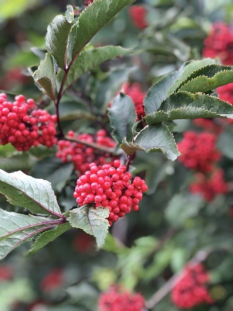 Free download Plant Rowanberries Nature -  free photo or picture to be edited with GIMP online image editor