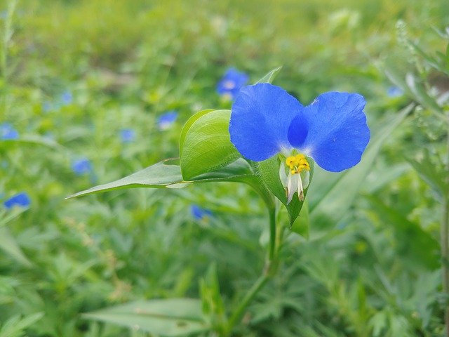 ดาวน์โหลดประธาน Plants Abstract Flowers ฟรี - ภาพถ่ายหรือภาพฟรีที่จะแก้ไขด้วยโปรแกรมแก้ไขรูปภาพออนไลน์ GIMP