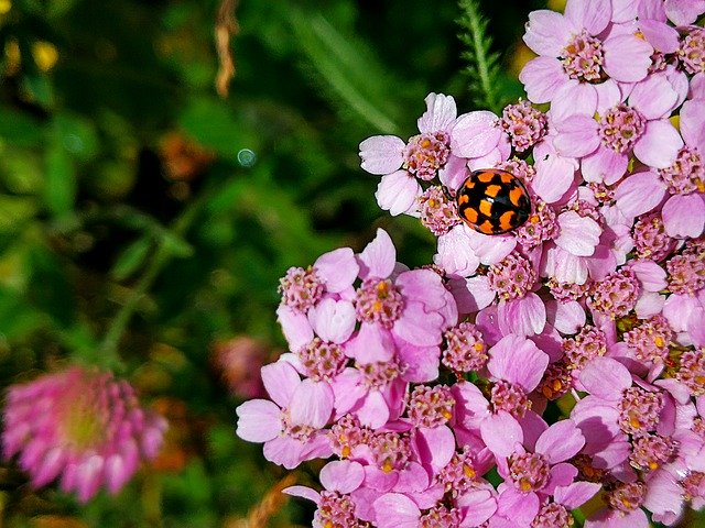 免费下载植物美丽风景花卉 - 使用 GIMP 在线图像编辑器编辑的免费照片或图片