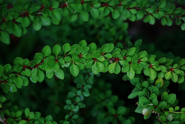 Free download plants botany nature flora greens free picture to be edited with GIMP free online image editor