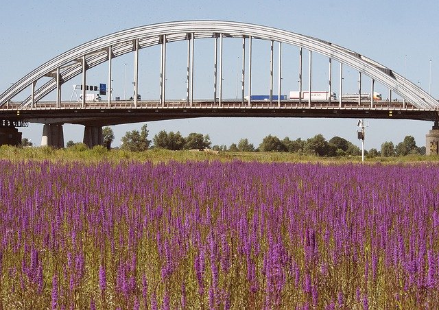 Unduh gratis Plants Bridge Landscape - foto atau gambar gratis untuk diedit dengan editor gambar online GIMP