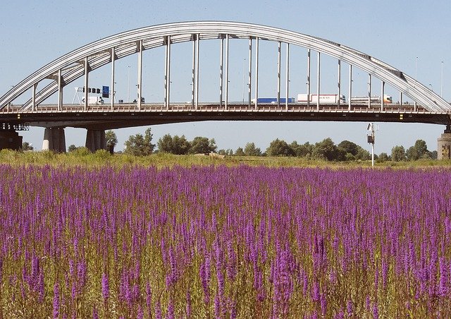 Téléchargement gratuit de Plants Bridge Landscape - photo ou image gratuite à modifier avec l'éditeur d'images en ligne GIMP