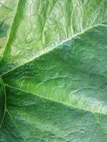 Free download Plants Close-Up from Leaves free photo or picture to be edited with GIMP online image editor