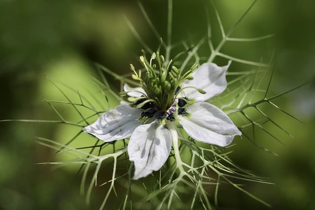 Free download plants damask black cumin free picture to be edited with GIMP free online image editor
