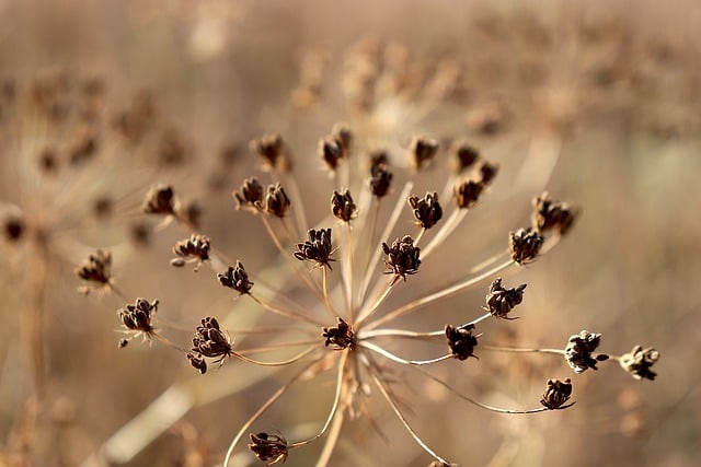 Free download plants dried flowers fall seeds free picture to be edited with GIMP free online image editor