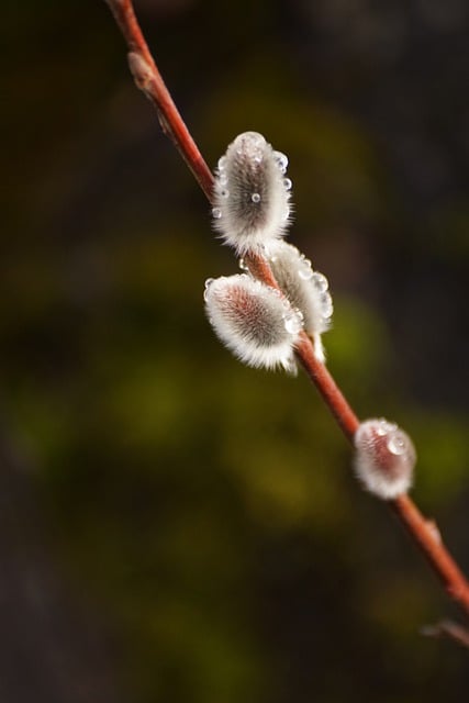 Free download plants drops spring nature free picture to be edited with GIMP free online image editor