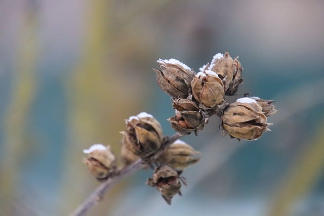 Free download plant seed pods snow close up free picture to be edited with GIMP free online image editor
