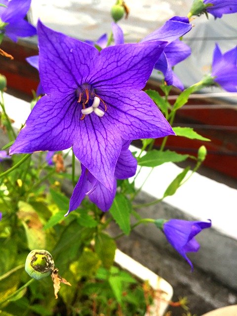無料ダウンロード 植物 花 桔梗の花 - GIMPオンラインイメージエディターで編集できる無料の写真または画像