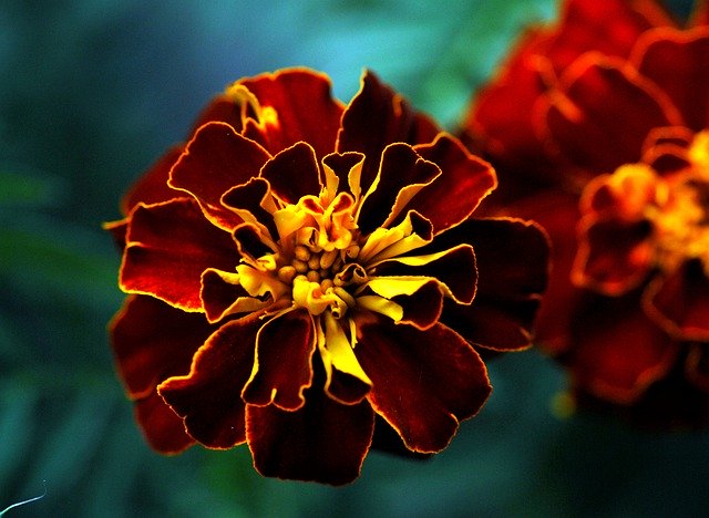 Free download Plants Flowers Marigold -  free photo or picture to be edited with GIMP online image editor