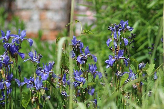 मुफ्त डाउनलोड पौधे फूल प्रकृति - जीआईएमपी ऑनलाइन छवि संपादक के साथ संपादित करने के लिए मुफ्त मुफ्त फोटो या तस्वीर