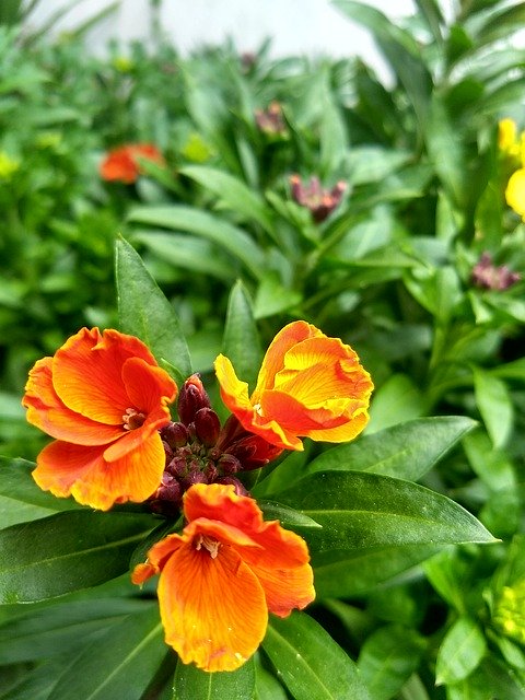 Free picture Plants Flowers Orange -  to be edited by GIMP free image editor by OffiDocs
